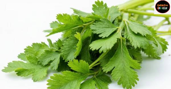 धनिया है बेस्ट, रसोई घर हो या हो ब्यूटी टेस्ट