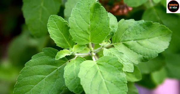 ओस से हो परेशान, इन उपायों से अब तुलसी का पौधा नहीं होगा बेजान